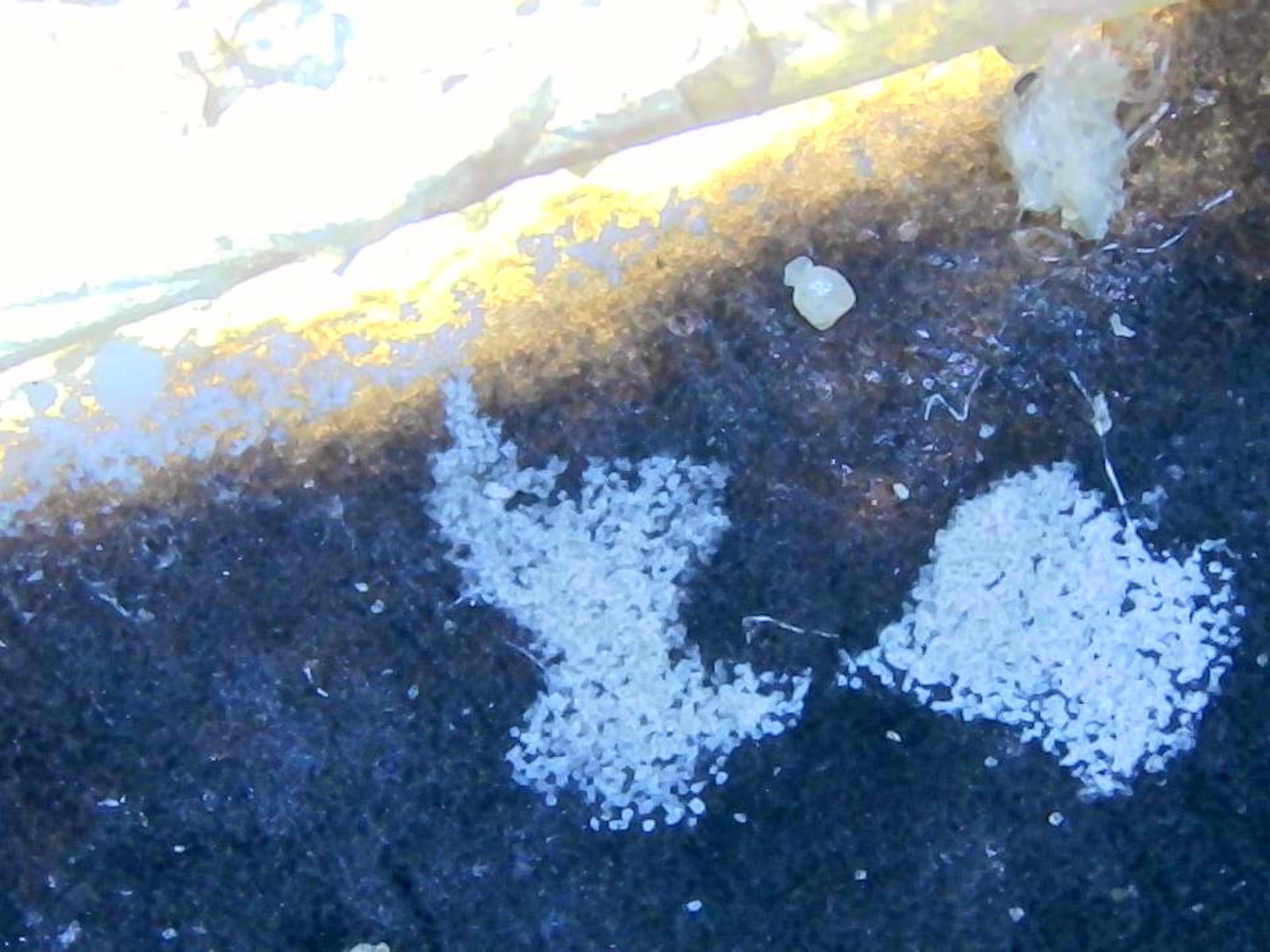 عينة مجهرية 1