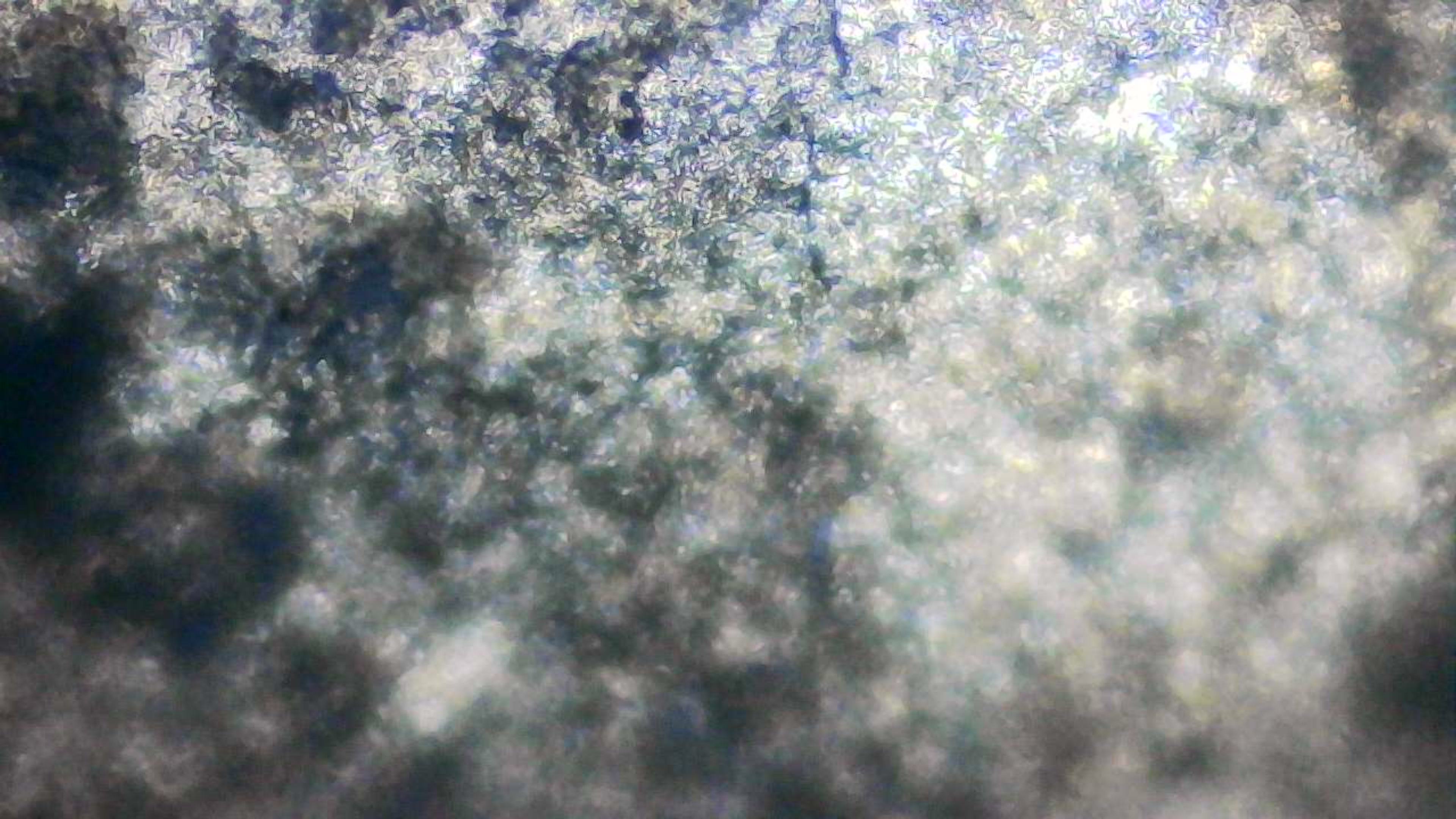 عينة مجهرية 12